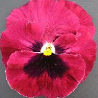 Виола крупноцветковая Дельта Роуз виз Блотч [100 шт] - ООО «Семена Тут»