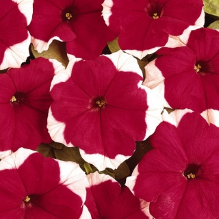 Петуния грандифлора Дримс Ред Пикоти [5000 драже] - ООО «Семена Тут»