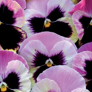 img-0: Виола крупноцветковая Селло Антик Шейдес [1000 шт] - ООО «Семена Тут»