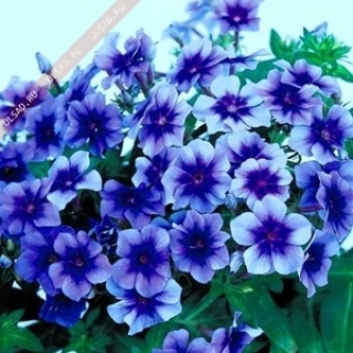 Флокс друммонди Красотка в голубом - ООО «Семена Тут»