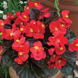 Бегония вечноцветущая Бада Бум Скарлет [1000 шт] - ООО «Семена Тут»