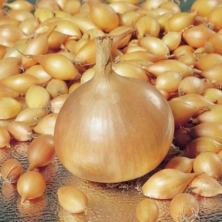 Лук репчатый Шерман F1 - ООО «Семена Тут»