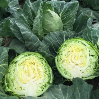 Капуста белокочанная Пушма F1 - ООО «Семена Тут»