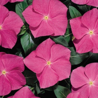 Катарантус Хитвэйв Дип Роуз [1000 шт] - ООО «Семена Тут»