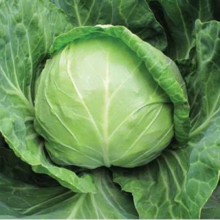 Капуста белокочанная Анадоль F1 - ООО «Семена Тут»