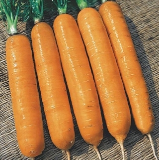 img-0: Морковь Самсон - ООО «Семена Тут»