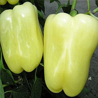 Перец Мадонна F1 - ООО «Семена Тут»