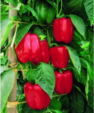 img-0: Перец Калифорнийское чудо - ООО «Семена Тут»