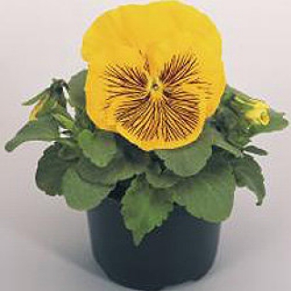 img-1: Виола крупноцветковая Кетс Плюс Еллоу [100 шт] - ООО «Семена Тут»