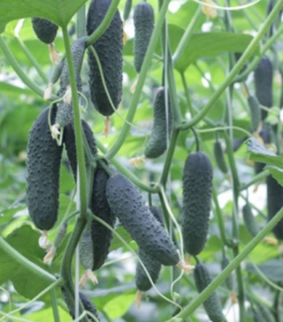 img-0: Огурец Бьерн F1 - ООО «Семена Тут»