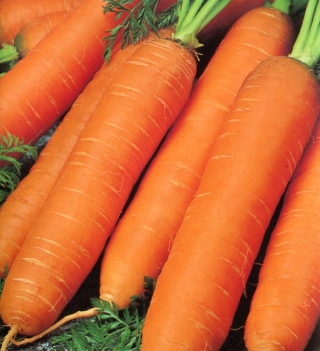 Морковь Неговия F1 - ООО «Семена Тут»