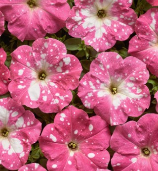 Петуния мультифлора Дот Стар Роуз [100 драже] - ООО «Семена Тут»