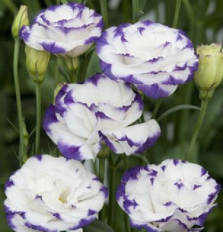 Эустома Супер Мэджик Капри Блю Пикоти [100 шт] - ООО «Семена Тут»