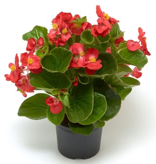 img-1: Бегония гибридная Топхэт Скарлет [1000 драже] - ООО «Семена Тут»