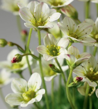 img-2: Камнеломка арендса Хайлендер Вайт [1000 драже] - ООО «Семена Тут»