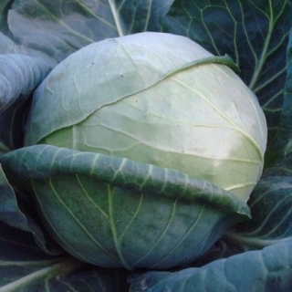 Капуста белокочанная Бурбон F1 (прециз. семена) - ООО «Семена Тут»