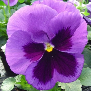 Виола крупноцветковая Экстрада Мид Блю Блотч [1000 шт] - ООО «Семена Тут»