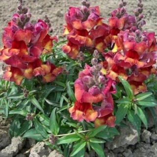 Львиный зев Снэппи Ред Флейм [1000 шт] - ООО «Семена Тут»