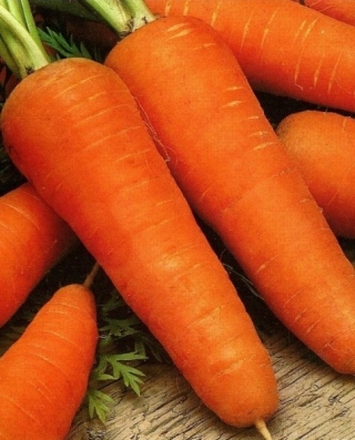 img-1: Морковь Шантенэ Роял (инкруст.семена) - ООО «Семена Тут»