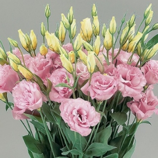 Эустома Супер Мэджик Роуз [100 шт] - ООО «Семена Тут»