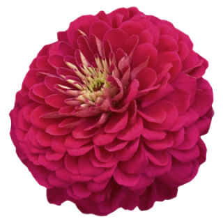 img-0: Цинния Гиганты Бенари Вайн [50 шт] - ООО «Семена Тут»