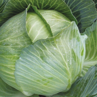 Капуста белокочанная Парел F1 - ООО «Семена Тут»