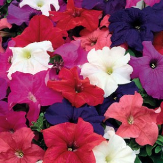 Петуния грандифлора Лимбо Джи Пи Микс [100 драже] - ООО «Семена Тут»