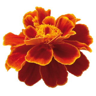 img-1: Бархатцы отклоненные Сафари Скарлет [1000 шт] - ООО «Семена Тут»