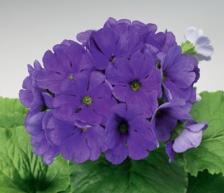 img-0: Примула обконика Либре Дип Блю [1000 шт] - ООО «Семена Тут»