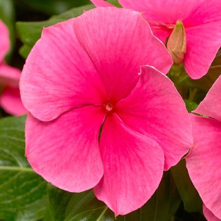 img-0: Катарантус Кора Дип Строуберри [100 шт] - ООО «Семена Тут»