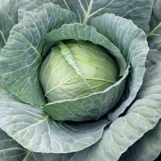 Капуста белокочанная Браксан F1 - ООО «Семена Тут»
