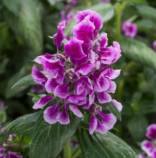 img-0: Куфея Шрирача F1 Лавендер Биколор [100 шт] - ООО «Семена Тут»