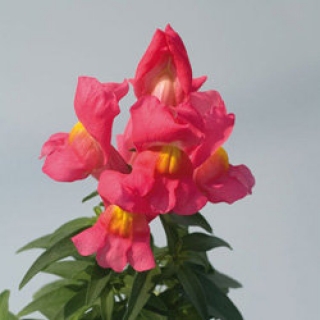 Львиный зев Снэппи Роуз [1000 шт] - ООО «Семена Тут»