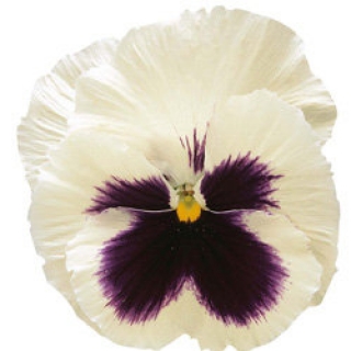 Виола крупноцветковая Колоссус Вайт виз Блотч [250 шт] - ООО «Семена Тут»