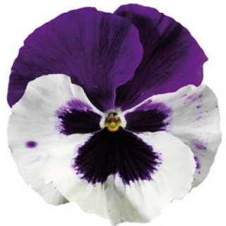 Виола крупноцветковая Колоссус Вайт виз Парпл Винг [250 шт] - ООО «Семена Тут»