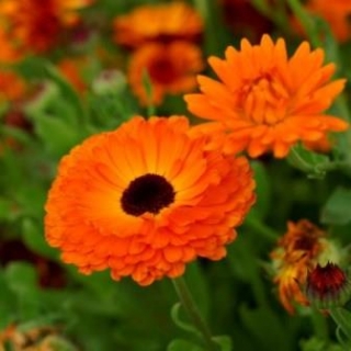 Календула махровая Гейша Гел - ООО «Семена Тут»