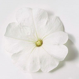 img-0: Петуния ампельная Эксплорер Клеа Вайт [1000 драже] - ООО «Семена Тут»