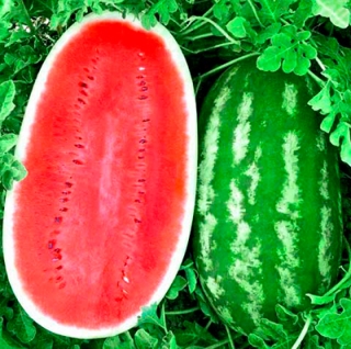 Арбуз Волжанин (инкруст. семена) - ООО «Семена Тут»