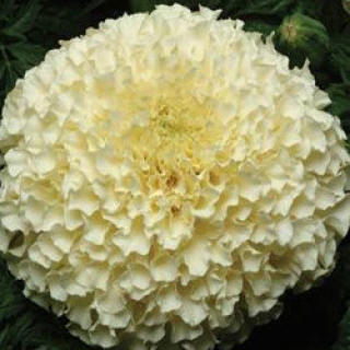 Бархатцы прямостоячие Ванилла F1 [1000 шт] - ООО «Семена Тут»