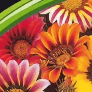 img-1: Газания Саншайн Микс [1000 шт] - ООО «Семена Тут»