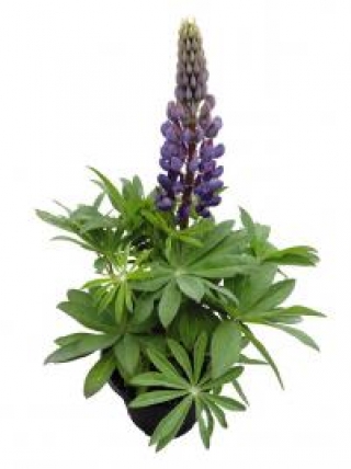 img-1: Люпин Люпини Блю Шейдес [1000 шт] - ООО «Семена Тут»