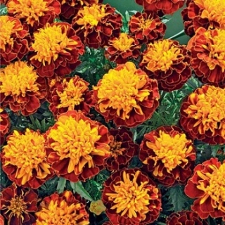 Бархатцы отклоненные махровые Петит спрай - ООО «Семена Тут»