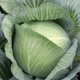 Капуста белокочанная Каптур F1 - ООО «Семена Тут»