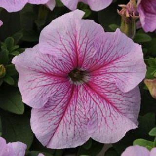 Петуния грандифлора Дэдди Пеперминт [50 драже] - ООО «Семена Тут»