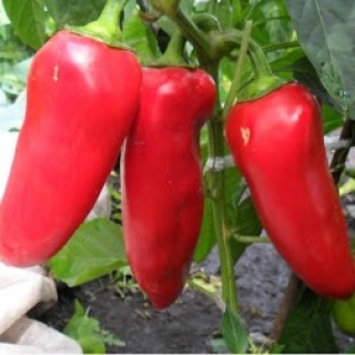 Перец Купец - ООО «Семена Тут»