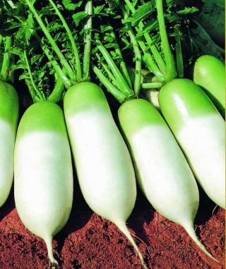 img-0: Дайкон (редька китайская) Мисато Грин - ООО «Семена Тут»