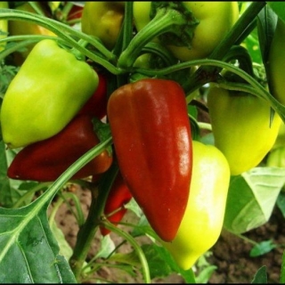 Перец Ласточка (инкруст.семена) - ООО «Семена Тут»