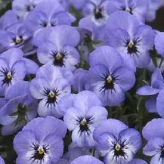 Виола рогатая Флорал Пауэр F1 Скай Блю Блотч [1000 шт] - ООО «Семена Тут»