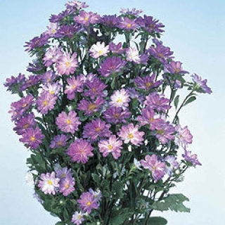 Астра Серенада Блю типпед Вайт  [2500 шт] - ООО «Семена Тут»