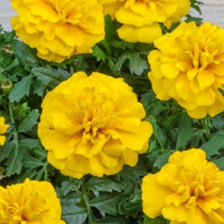 Бархатцы отклоненные Чика Еллоу [1000 шт] - ООО «Семена Тут»